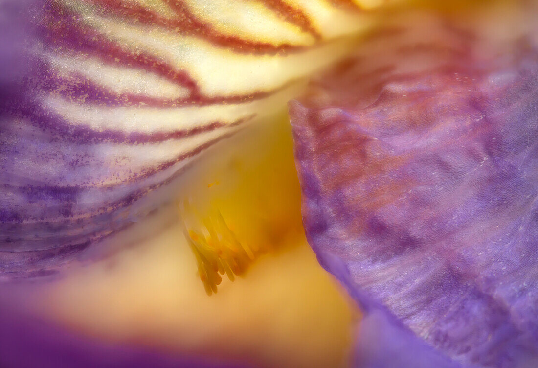 Close-up detail of bearded Iris flower.