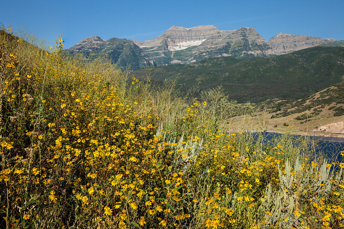 Wildblumen und die Ostwand des Mount Timpanogos in der Wasatch Mountain Range im Norden Utahs