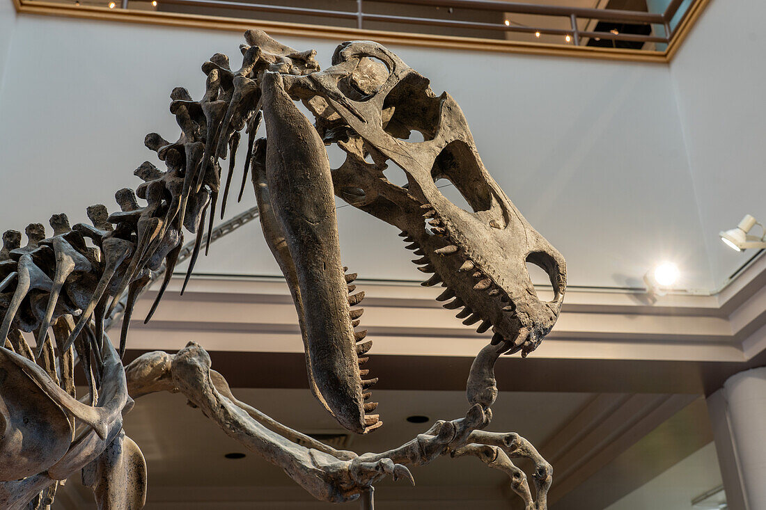 Skeleton cast of the Utahraptor, Utahraptor ostrommaysi, in the USU Eastern Prehistoric Museum in Price, Utah.
