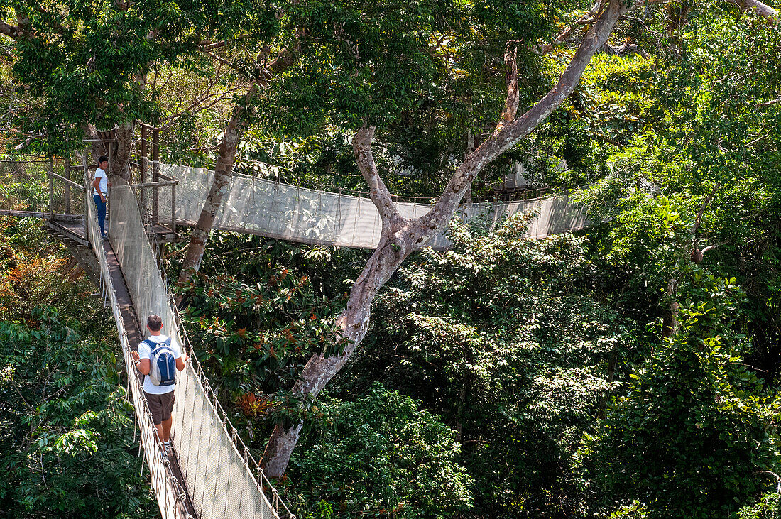 Erhöhte Hängebrücken für den Canopy Walk. Ein Regenwald-Hängebrückenweg im Tambopata-Nationalpark im Inkaterra-Amazonica-Reservat. Besucher haben einen Blick aus der Vogelperspektive vom Amazonas-Dschungel Laufsteg am Fluss Napo Camp Explorama Tours in Peru. Iquitos, Loreto, Peru. Der Amazon Canopy Walkway, eine der längsten Hängebrücken der Welt, die es ermöglicht, die Tiere des Primärwaldes aus einer Höhe von 37 Metern zu beobachten und über die 14 höchsten Bäume der Region zu schweben