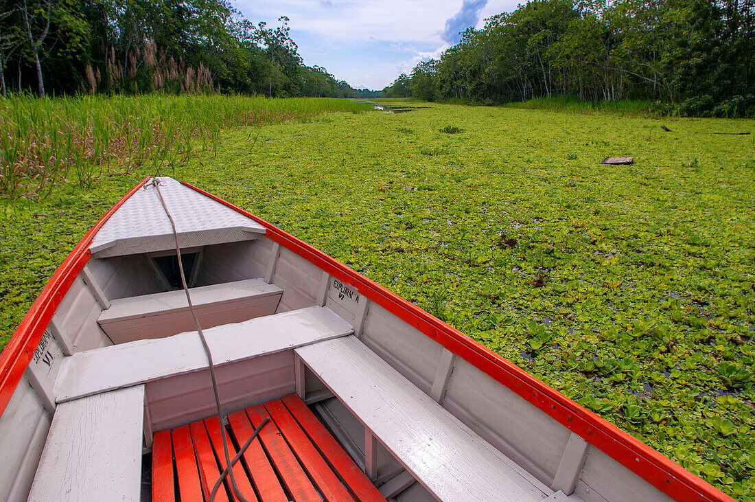 Amazonas-Fluss Expedition mit dem Boot auf dem Amazonas bei Iquitos, Loreto, Peru. Fahrt auf einem der Nebenflüsse des Amazonas nach Iquitos, etwa 40 Kilometer nahe der Stadt Indiana