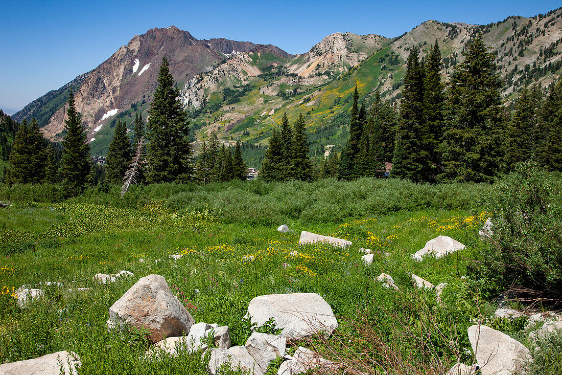 Summer wildflower bloom in Albion Basin in Little Cottonwood Canyon by Salt Lake City, Utah. Mount Superior is behind.