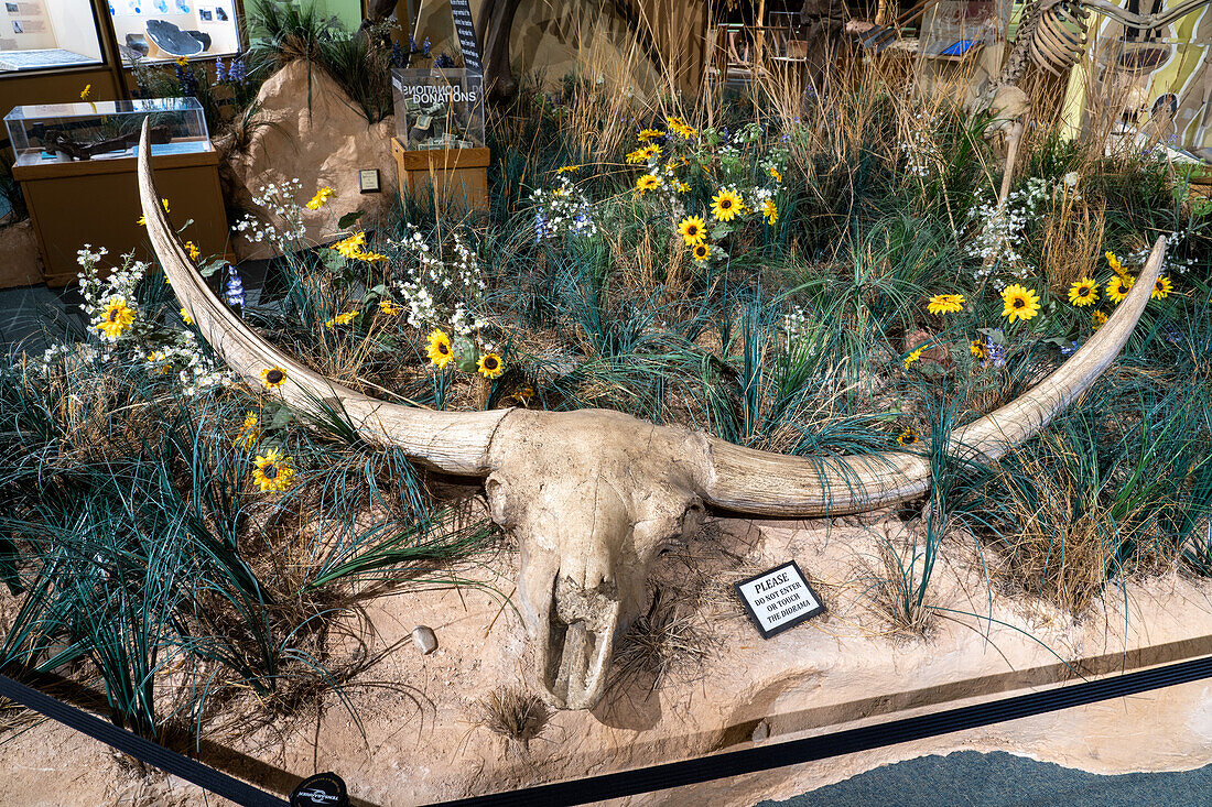 Versteinerter Schädel und Hörner eines Riesenbisons, Bison latifrons, im USU Eastern Prehistoric Museum in Price, Utah