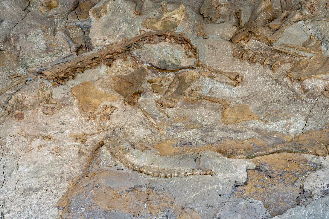 Partially-excavated dinosaur vertabra bones on the Wall of Bones in the Quarry Exhibit Hall, Dinosaur National Monument, Utah.