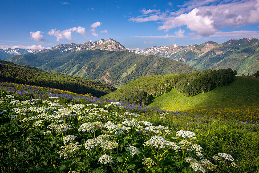 Wildblumen und Rocky Mountains in Annie Basin, in der Nähe von Aspen, Colorado