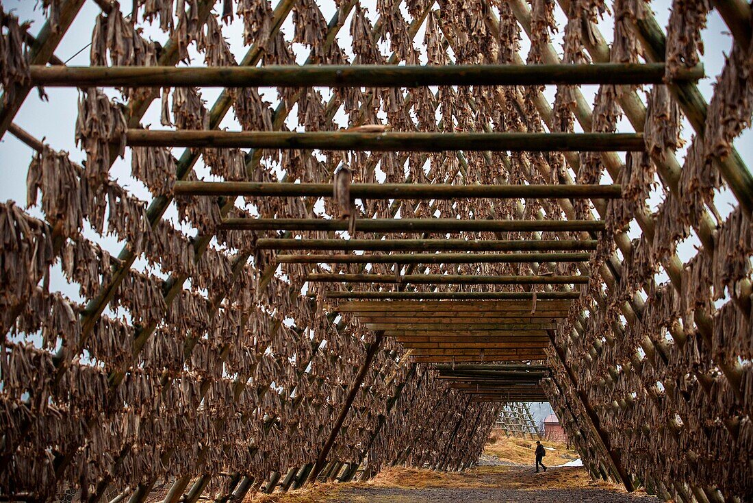 Drying cod to produce traditional stockfish on outdoor A frame racks in Svolvaer in Lofoten Islands in Norway. Stockfish cod is hung up to dry in Ramberg