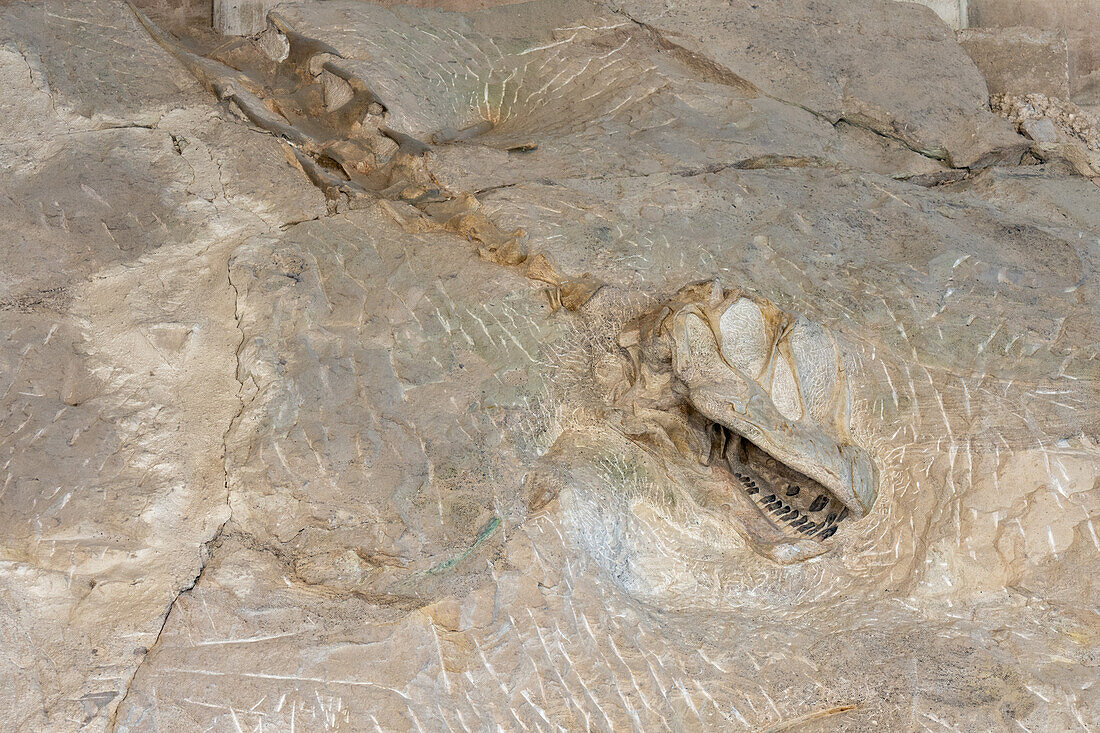 Ein Camarasaurus-Sauropoden-Schädel an der "Wall of Bones" in der Ausstellungshalle des Steinbruchs, Dinosaur National Monument, Utah