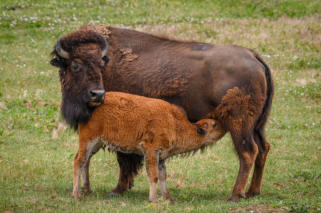 Bison cow and calf, Sage Creek Rim Road, Badlands National Park, South Dakota.