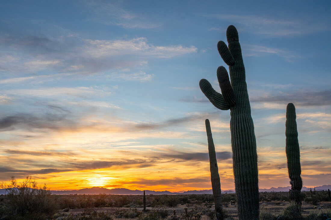 Saguaro-Kaktus bei Sonnenuntergang über den Dome Rock Mountains in der Sonoran-Wüste bei Quartzsite, Arizona