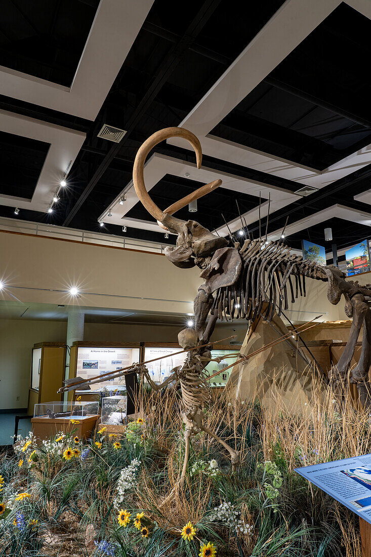 Ein kolumbianisches Mammut, Mammuthus columbi, im USU Eastern Prehistoric Museumin Price, Utah. Bekannt als das Huntington-Mammut, wo es 1988 entdeckt wurde