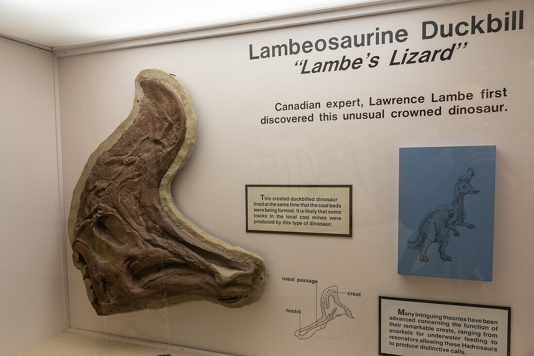 Skull cast of a Lambeosaurine Duckbill dinosaur, a hadrosaur, in the USU Eastern Prehistoric Museum in Price, Utah.