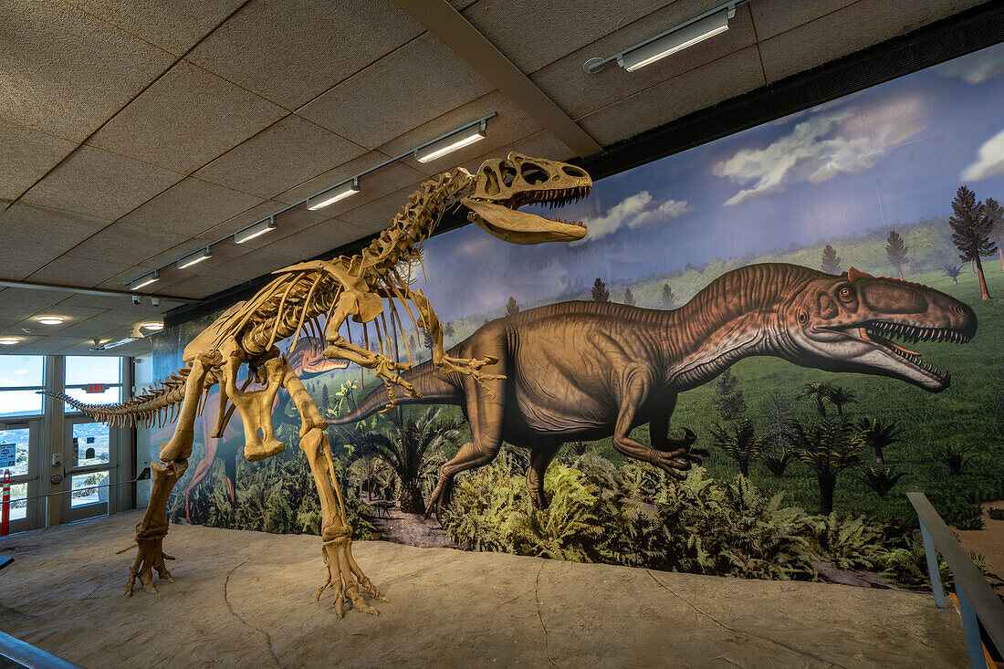 A skeleton cast of an Allosaurus fragilis in the Quarry Exhibit Hall at Dinosaur National Monument in Utah.