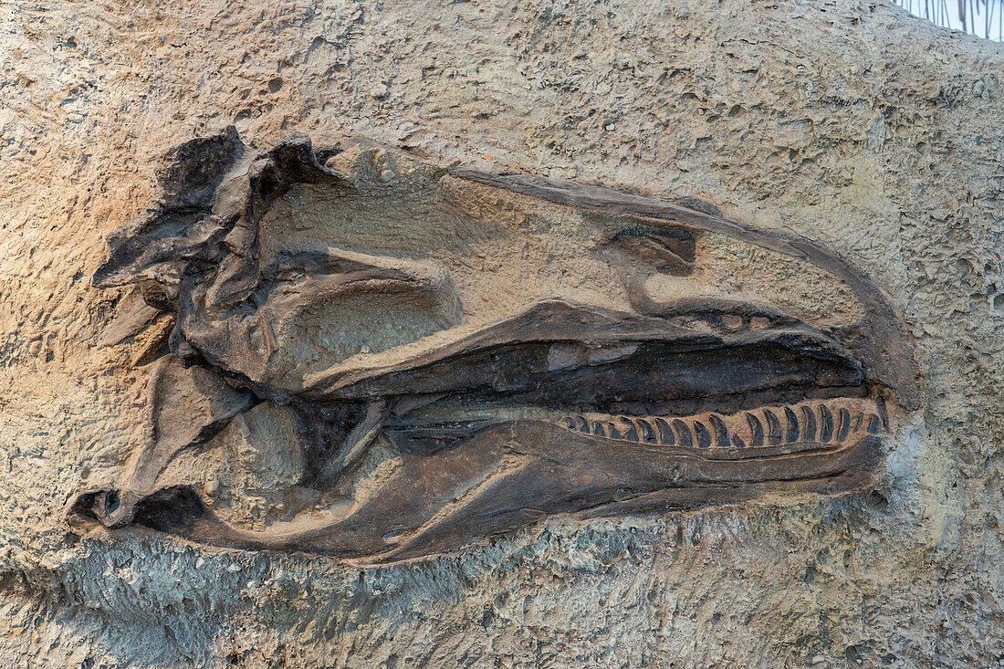 Cast of a fossilized skull of an Allosaurus jimmadseni in the Quarry Exhibit Hall of Dinosaur National Monument in Utah.