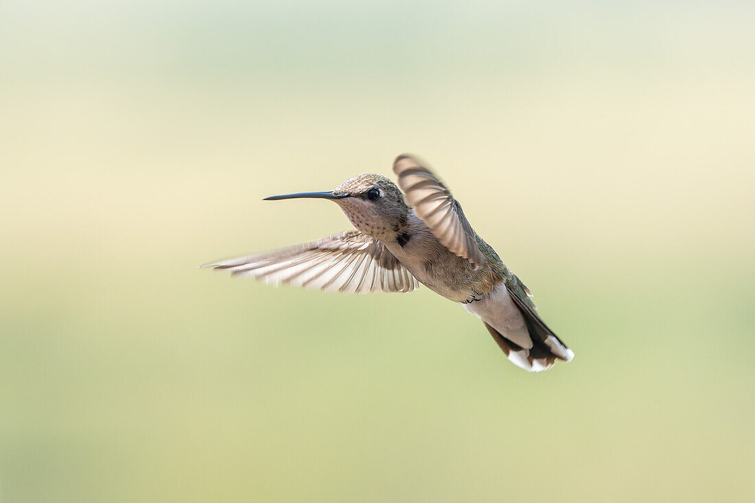 An immature male Black-chinned Hummingbird, Archilochus alexandri, hovering in flight.