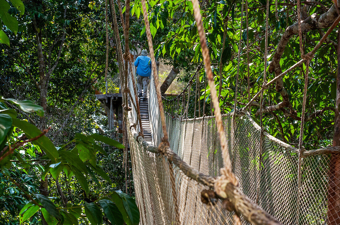 Erhöhte Hängebrücken für den Canopy Walk. Ein Regenwald-Hängebrückenweg im Tambopata-Nationalpark im Inkaterra-Amazonica-Reservat. Besucher haben einen Blick aus der Vogelperspektive vom Amazonas-Dschungel Laufsteg am Fluss Napo Camp Explorama Tours in Peru. Iquitos, Loreto, Peru. Der Amazon Canopy Walkway, eine der längsten Hängebrücken der Welt, die es ermöglicht, die Tiere des Primärwaldes aus einer Höhe von 37 Metern zu sehen, und die über den 14 höchsten Bäumen des Gebietes aufgehängt ist
