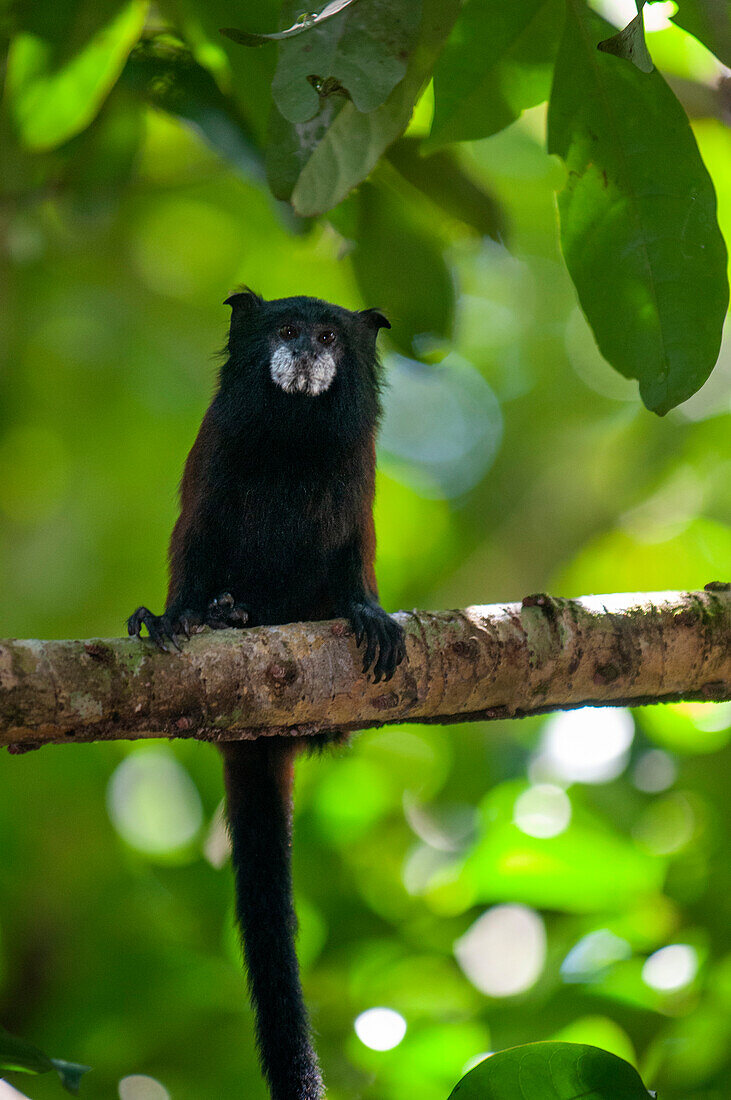 Ein Gelbschwanz-Wolläffchen (Oreonax flavicauda) in einem der Primärwälder des Amazonas-Regenwaldes in der Nähe von Iquitos, Amazonas, Loreto, Peru. Der Gelbschwanzmeerkatze ist eine in Peru endemische Affenart der Neuen Welt. Er ist eine seltene Primatenart, die nur in den peruanischen Anden in den Departements Amazonas und San Martin vorkommt.