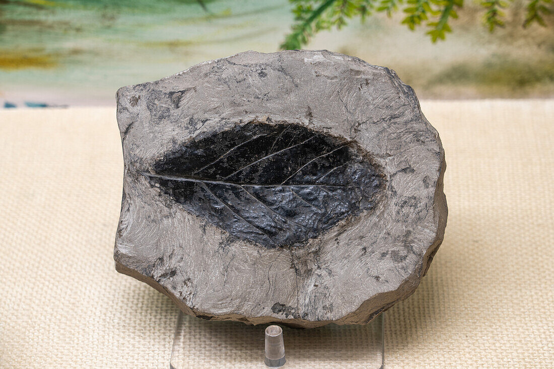 Ein versteinertes Blatt im USU Eastern Prehistoric Museum in Price, Utah