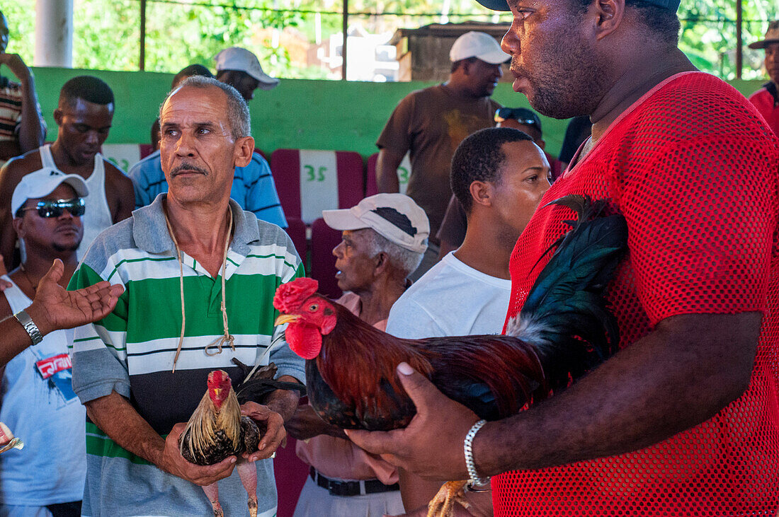 Hahnenkämpfe spielen auf der Halbinsel Samana in der Dominikanischen Republik in der Nähe der Stadt Las Terrenas eine große Rolle. Dort finden sonntags Hahnenkämpfe statt, die normalerweise am späten Nachmittag abgehalten werden. Glücksspiele spielen bei diesem Sport eine große Rolle, und da es um viel Geld geht, zieht er oft Kriminelle und Korruption an. Die Besitzer zeigen stolz ihre Kampfhähne