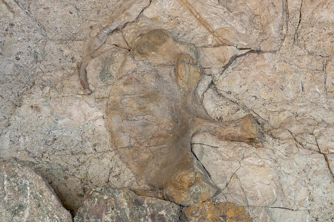 Teilweise ausgegrabene Dinosaurierknochen an der "Wall of Bones" in der Ausstellungshalle des Steinbruchs, Dinosaur National Monument, Utah