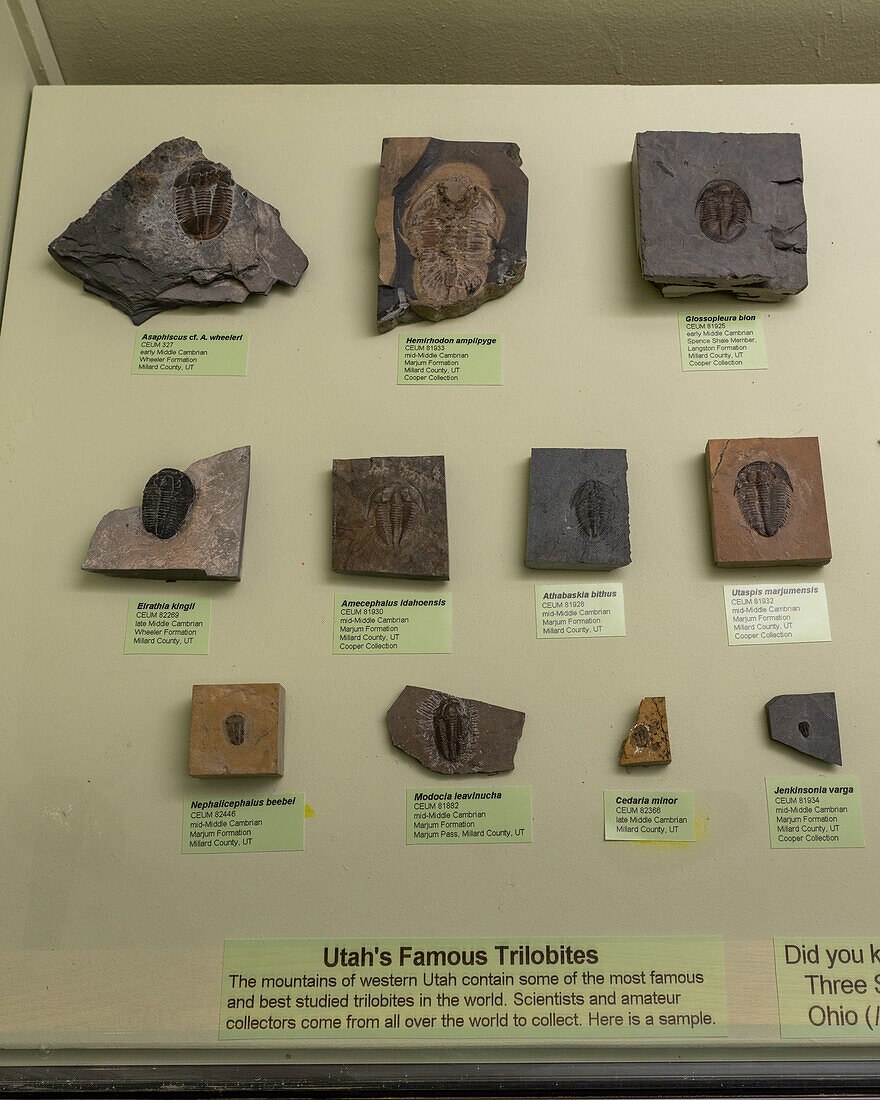 In Utah gefundene Trilobitenfossilien im Östlichen Prähistorischen Museum der USU in Price, Utah