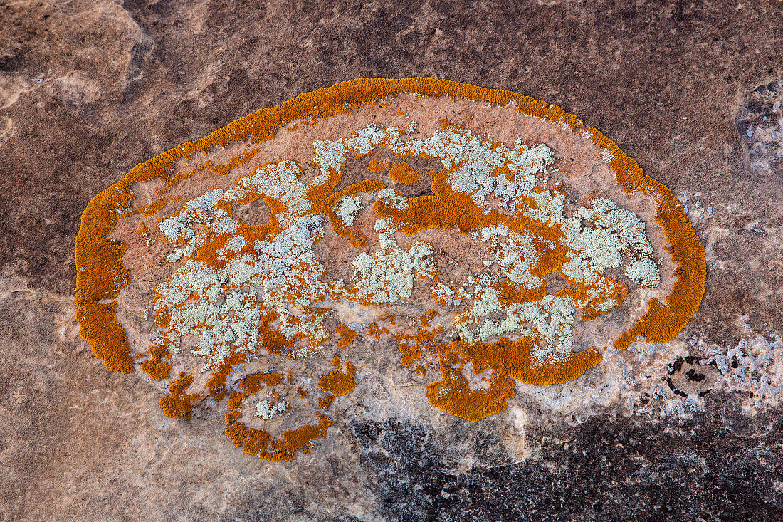 Bunte Krustenflechten bilden Muster auf einem Sandsteinbrocken in der Wüste bei Moab, Utah