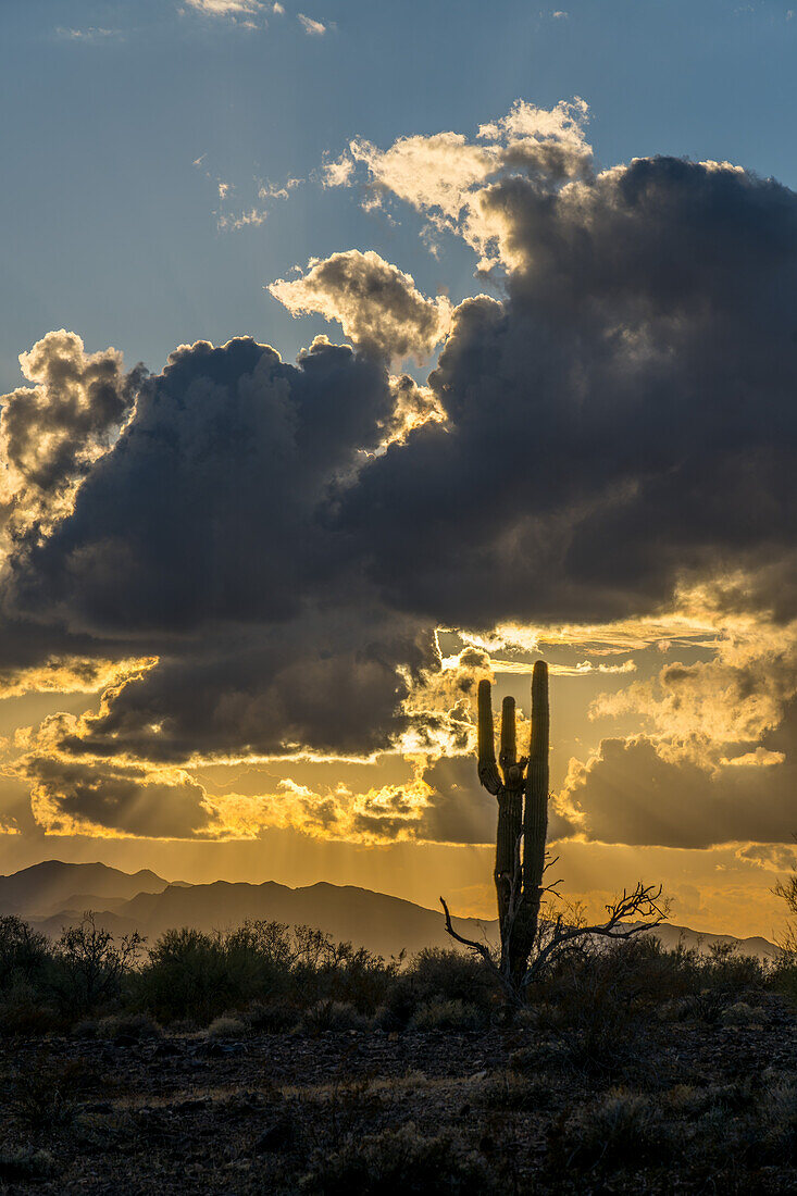Saguaro-Kaktus und dramatische Wolken über den Dome Rock Mountains vor Sonnenuntergang in der Sonoran-Wüste. Quartzsite, Arizona