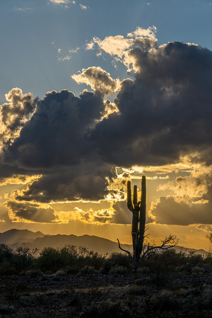 Saguaro cactus & dramatic clouds over the Dome Rock Mountains before sunset in the Sonoran Desert. Quartzsite, Arizona.