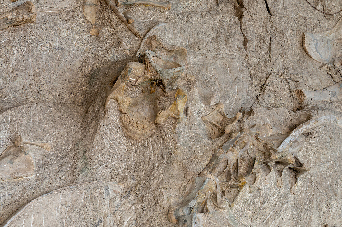 Teilweise ausgegrabene Dinosaurierknochen an der Wall of Bones in der Quarry Exhibit Hall, Dinosaur National Monument, Utah