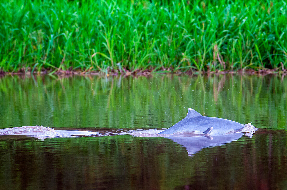 Rosa Süßwasserdelfine in einem der Nebenflüsse des Amazonas bei Iquitos etwa 40 Kilometer nahe der Stadt Indiana. In seiner Jugend sind diese Delfine grau. Iquitos, Loreto, Peru