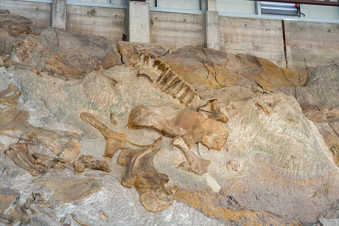 Teilweise ausgegrabene Dinosaurierknochen eines Sauropoden an der "Wall of Bones" in der Steinbruch-Ausstellungshalle, Dinosaur National Monument, Utah