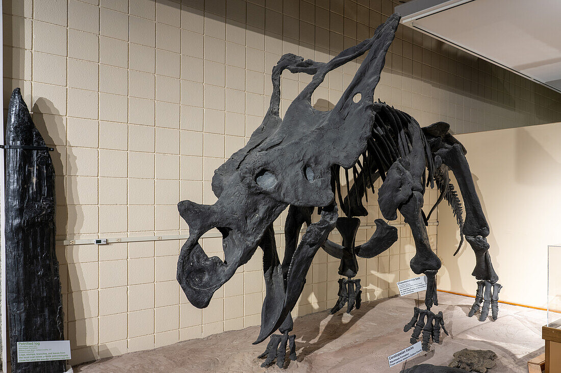 Skeleton cast of a ceratopsid horned dinosaur, Chasmosaurus belli, in the USU Eastern Prehistoric Museum in Price, Utah.
