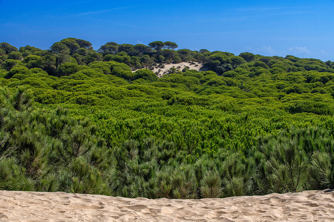 Wanderdünen im Nationalpark Parque Nacional de Doñana, Almonte, Provinz Huelva, Region Andalusien, Spanien, Europa