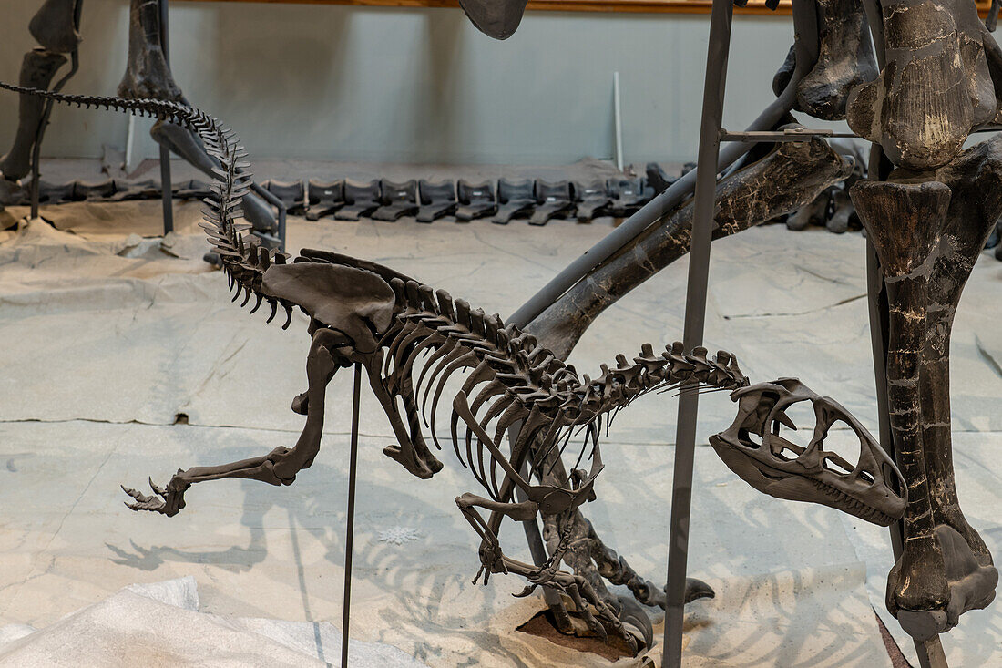 Skelettabguss eines juvenilen Allosaurus fragilis im USU Eastern Prehistoric Mmuseum in Price, Utah