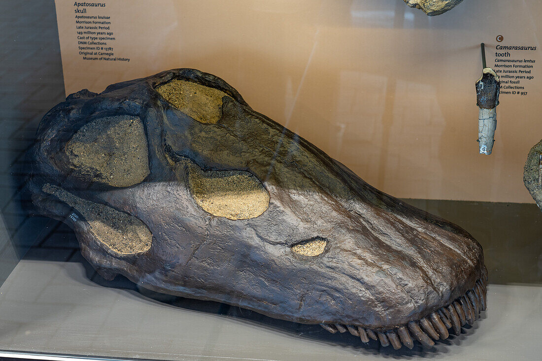 Cast of an Apatosaurus louisae dinosaur skull in the Quarry Exhibit Hall of Dinosaur National Monument, Utah.