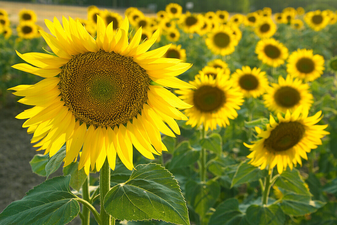 Ein Feld mit blühenden Sonnenblumen in Turegano, Provinz Segovia