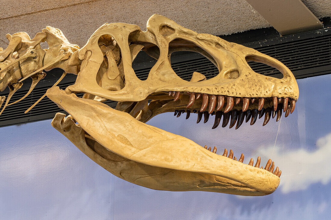 Detail des Schädels eines Allosaurus fragilis in der Quarry Exhibit Hall im Dinosaur National Monument in Utah