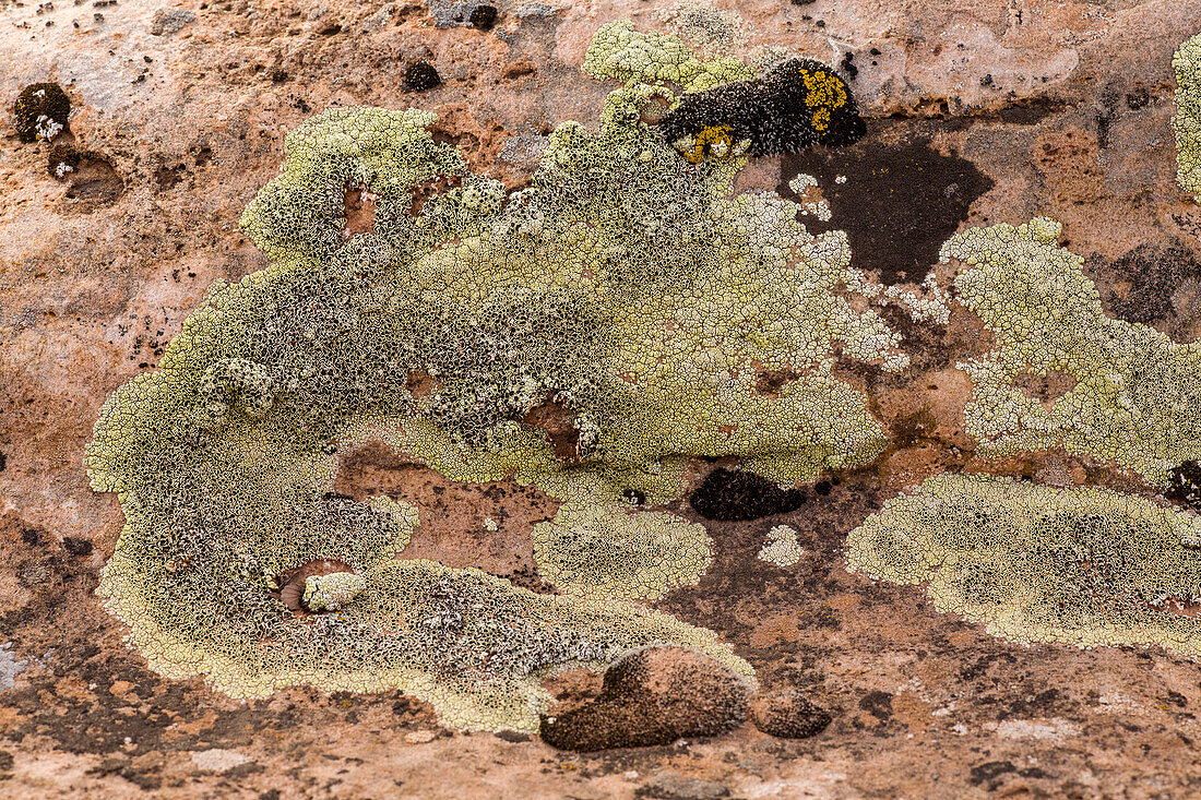 Crustose lichens and moss on a sandstone boulder in the desert near Moab, Utah.