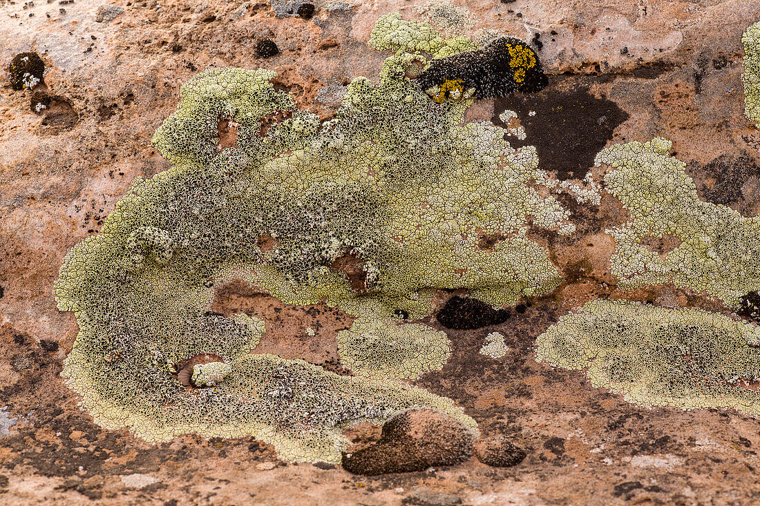 Krustenflechten und Moos auf einem Sandsteinfelsen in der Wüste bei Moab, Utah