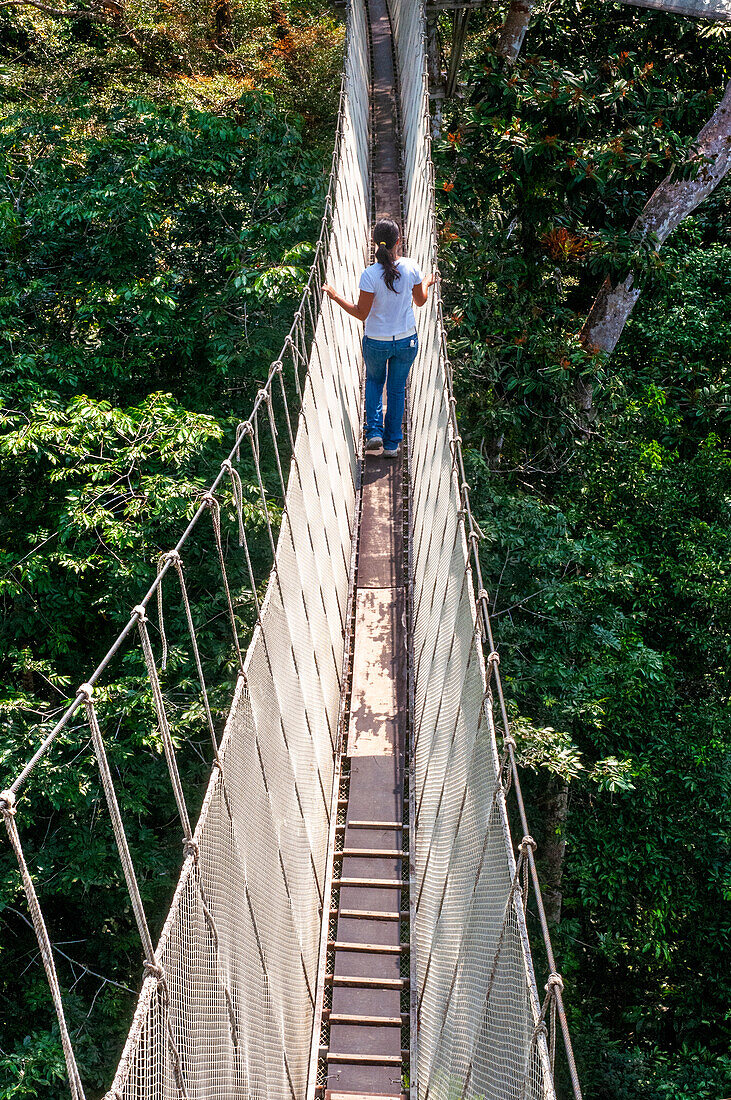 Erhöhte Hängebrücken in den Baumkronen. Ein Regenwald-Baumkronenpfad im Tambopata-Nationalpark im Reservat Inkaterra amazonica. Besucher haben einen Blick aus der Vogelperspektive von der Amazonas-Dschungel-Brücke am Fluss Napo Camp Explorama Tours in Peru. Iquitos, Loreto, Peru. Der Amazon Canopy Walkway, eine der längsten Hängebrücken der Welt, die es ermöglicht, die Tiere des Primärwaldes aus einer Höhe von 37 Metern zu beobachten, und die über den 14 höchsten Bäumen des Gebietes aufgehängt ist