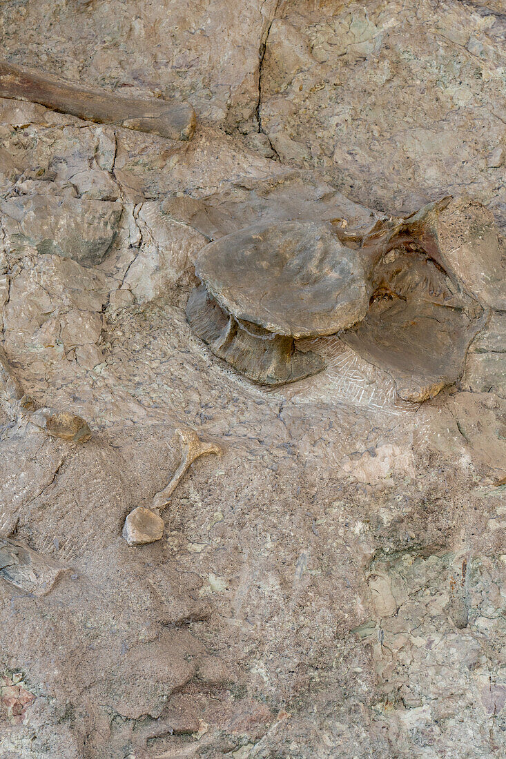 Partially-excavated dinosaur bones on the Wall of Bones in the Quarry Exhibit Hall, Dinosaur National Monument, Utah.