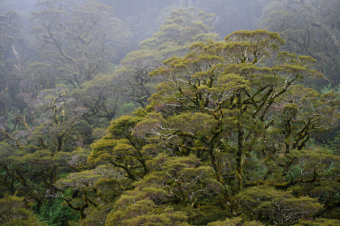Regenwaldbäume bei The Divide im Fiordland-Nationalpark, Südinsel, Neuseeland