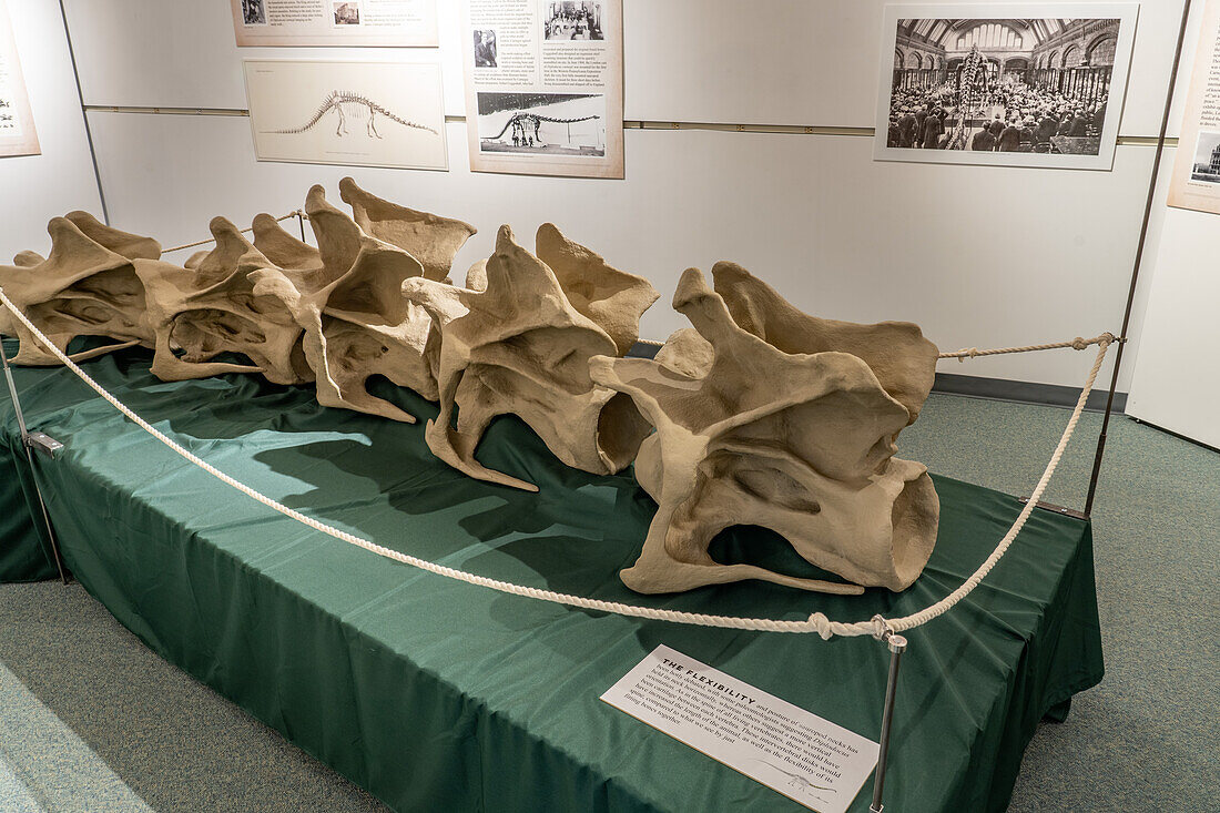 Abgüsse der Halswirbel von Diplodocus carnegii, einem großen Sauropoden, im USU Eastern Prehistoric Museum in Price, Utah