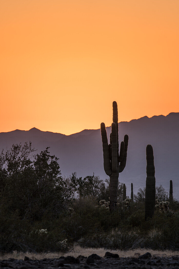 Saguaro-Kaktus bei Sonnenuntergang über den Dome Rock Mountains in der Sonoran-Wüste bei Quartzsite, Arizona