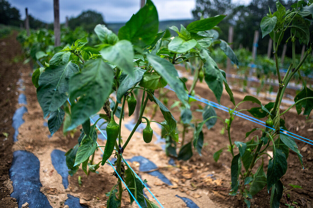 Espelette, field of Espelette peppers, will become the pepper chili, famous pepper of Basque regions of France