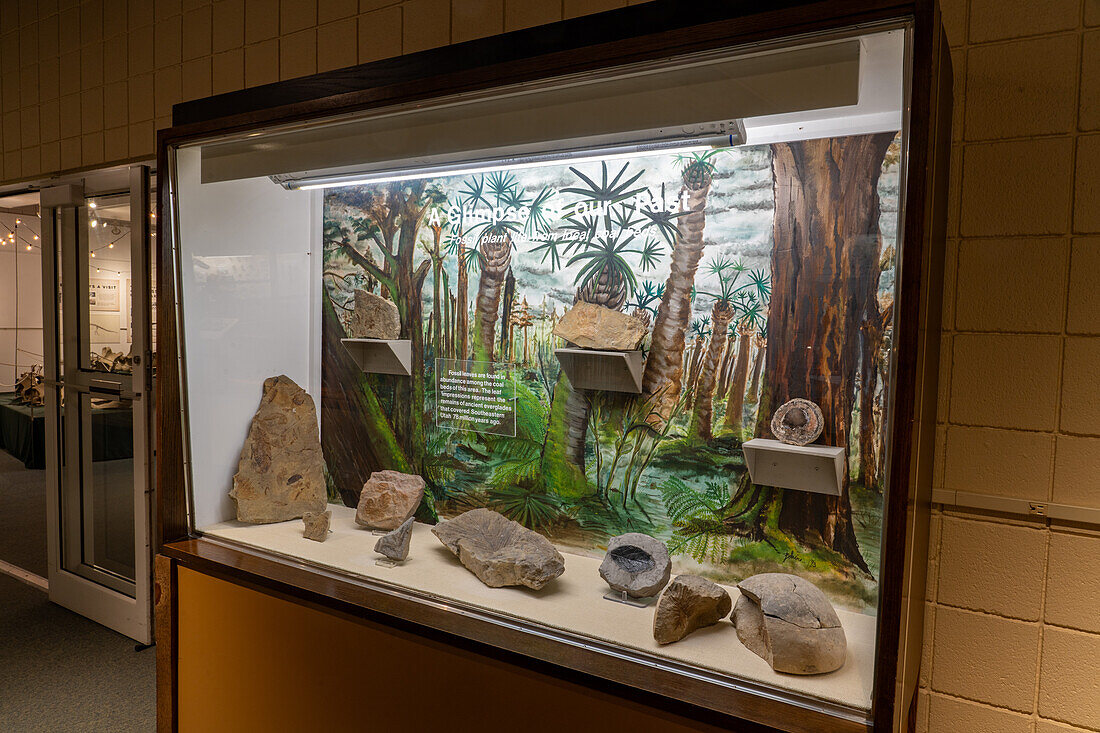 A display of fossilized plants in the USU Eastern Prehistoric Museum in Price, Utah.