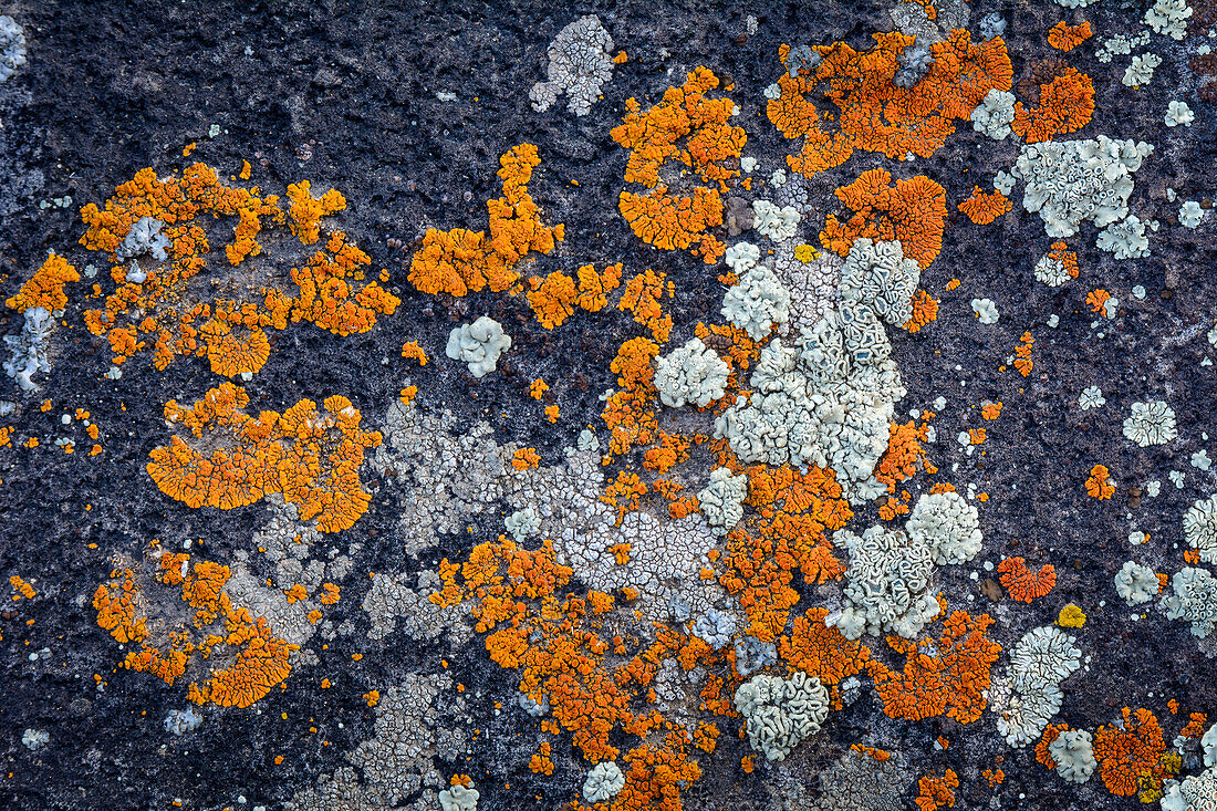 Lichen on basalt rock; Hart Mountain National Antelope Refuge, eastern Oregon.
