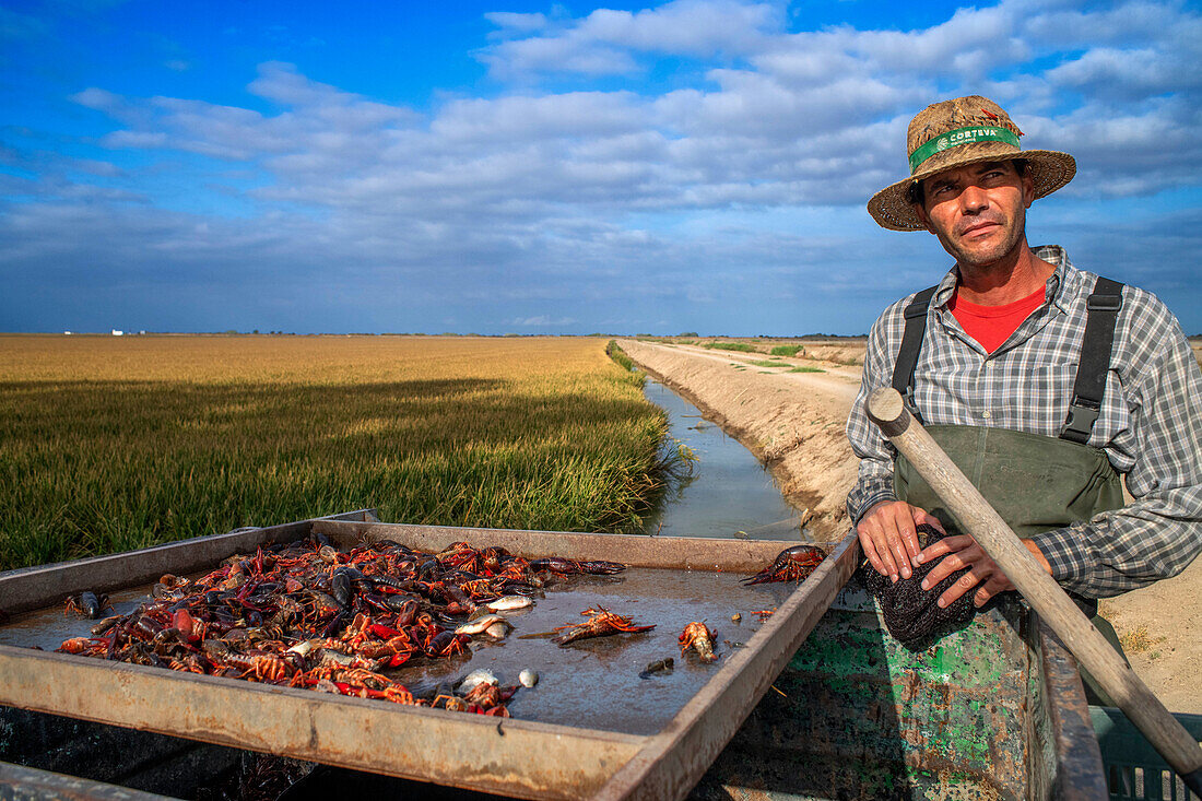 Fleißiger Fischer beim Fischen nach roten Krabben auf dem Reisfeld Isla Mayor in den Sümpfen des Flusses Guadalquivir, Sevilla Andalusien, Spanien