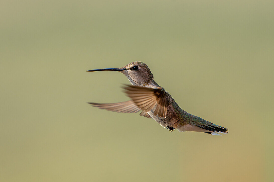 A female Black-chinned Hummingbird, Archilochus alexandri, hovering in flight.