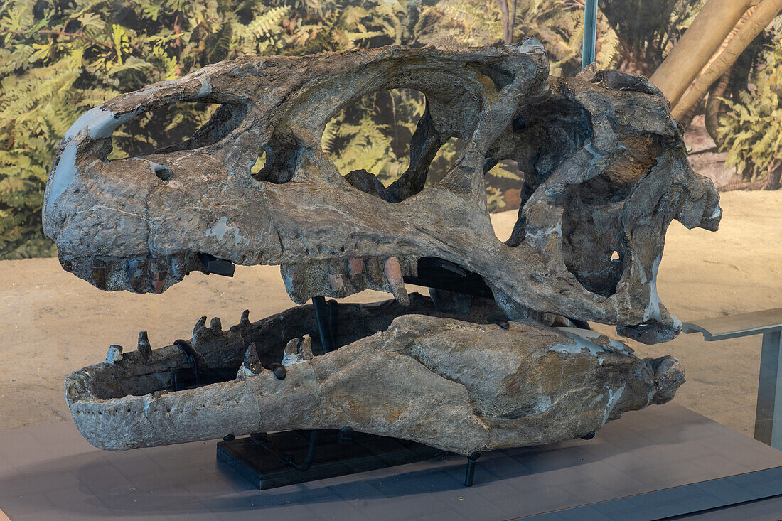 An actual skull of an Allosaurus fragilis in the Quarry Exhibit Hall at Dinosaur National Monument in Utah.