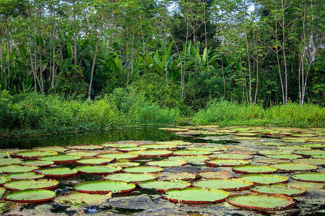 Victoria amazonica is a species of flowering plant, the largest of the Nymphaeaceae family of water lilies near Iquitos, Loreto, Peru. Navigating one of the tributaries of the Amazon to Iquitos about 40 kilometers near the town of Indiana.